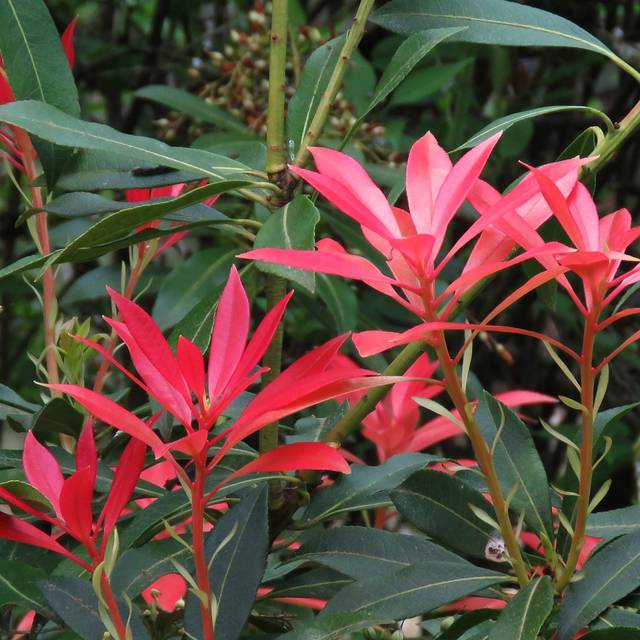 Pieris japonica 'Forest Flame' (Linda in Fortuna)