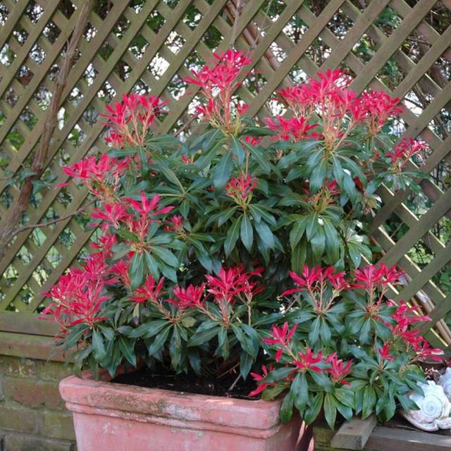 Pieris japonica 'Forest Flame' - en pot (Carol Smith)