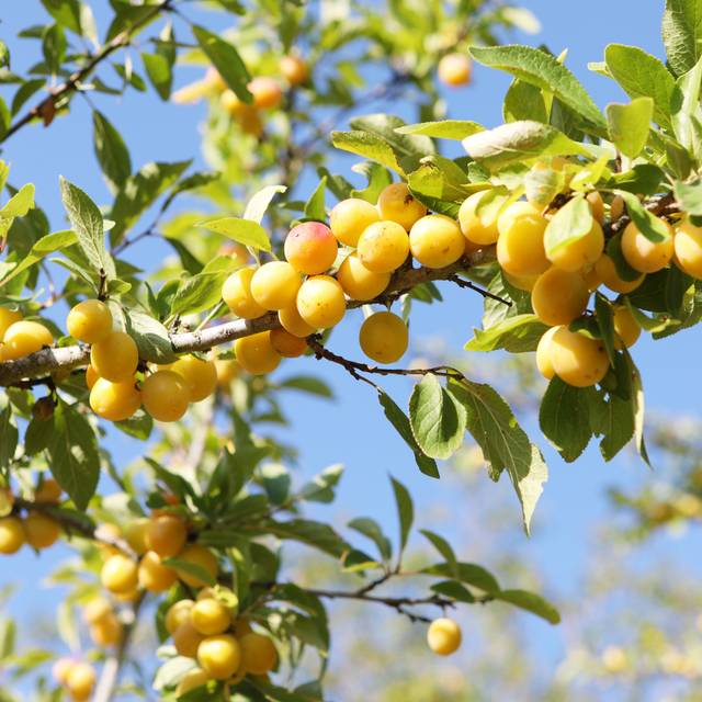 Prunier mirabelle (Chocorange / stock.adobe.com)