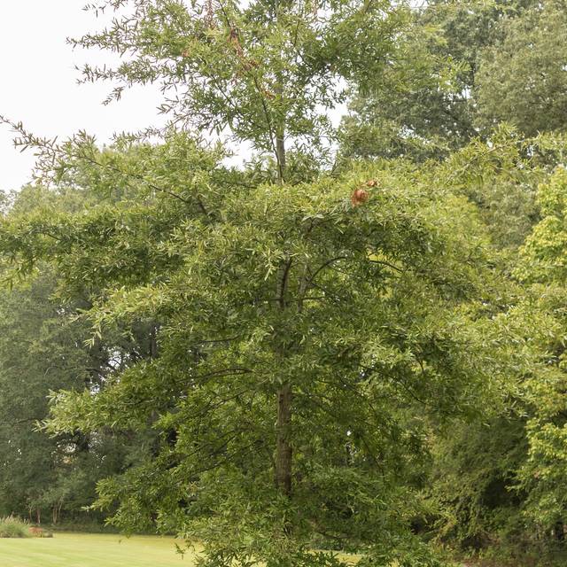 Quercus phellos (Dave Thomas)