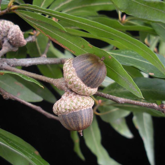 Quercus phellos - glands et feuilles (Bruce Kirchoff)
