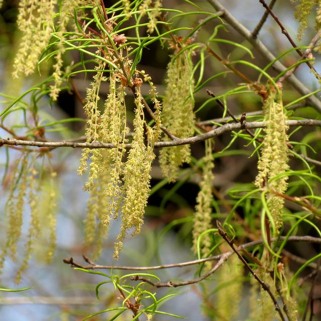 Quercus phellos - floraison (Katja Schulz)