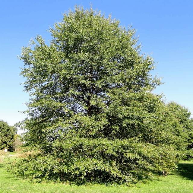 Quercus phellos (Daderot / Wikimedia)