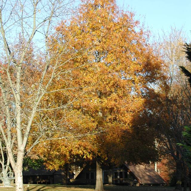 Quercus phellos à l'automne (Berean Hunter / Wikimedia)