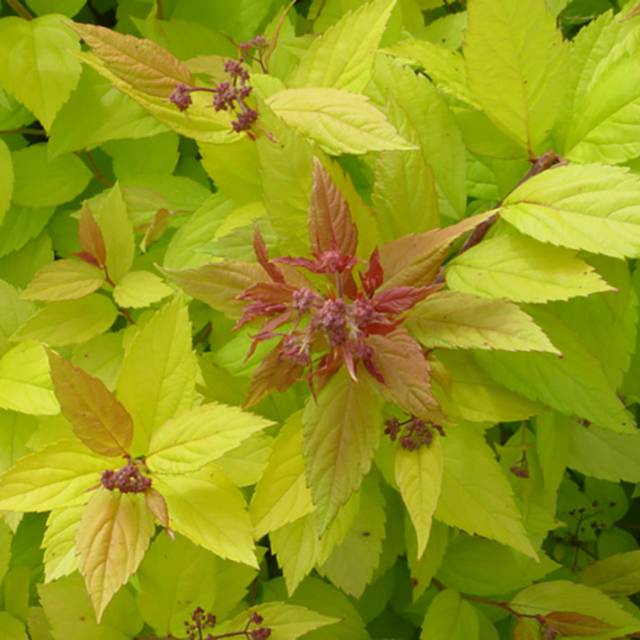 Spirée Magic Carpet (Globe Planter)
