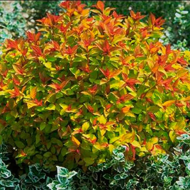 Spirée Magic Carpet (Globe Planter)