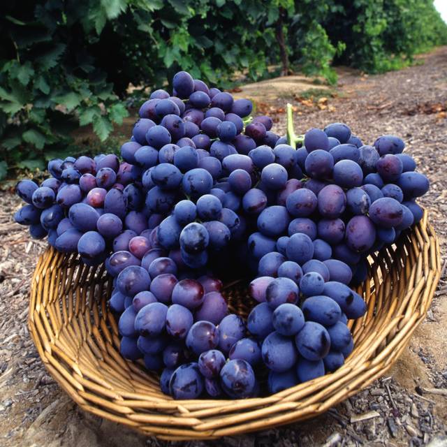 Vigne de table seedless 'Autumn Royal' (Bob Nichols, USDA ARS / Wikimedia)