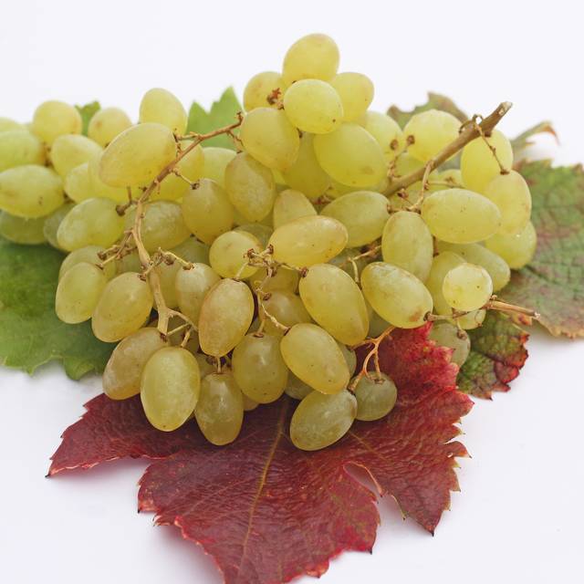 Vigne de table seedless 'Centennial' (helenedevun / Adobe Stock)