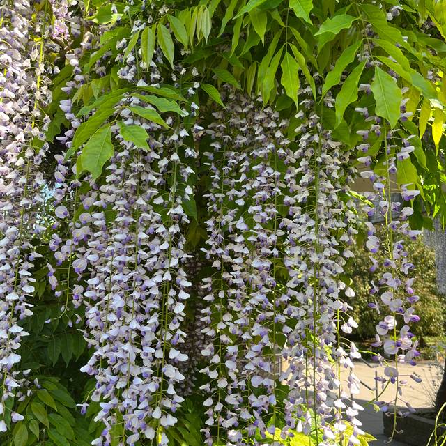 Wisteria floribunda 'Macrobotrys' (Scott Zona)
