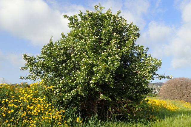 Azérolier en fleurs dans la campagne (Crataegus azarolus)
