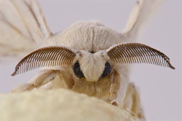 Bombyx mori, bombyx du mûrier