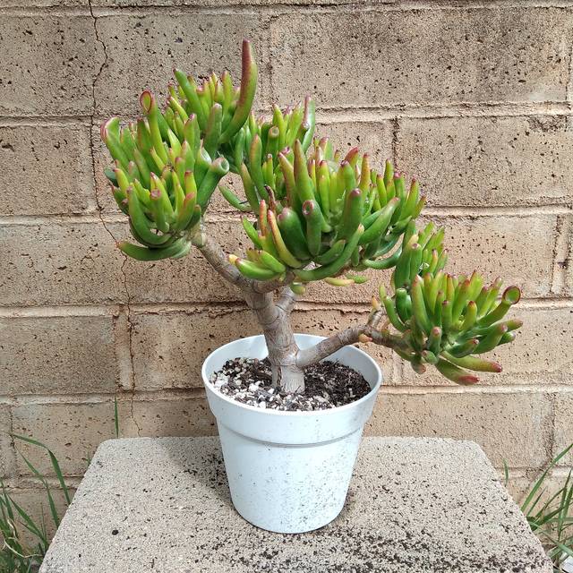 Crassula ovata 'Gollum' en pot