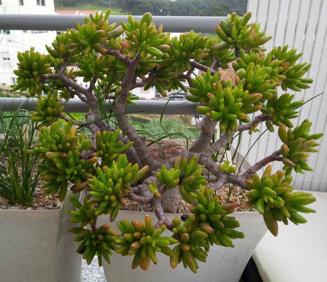 Crassula bonsai, Crassula ovata 'Gollum'