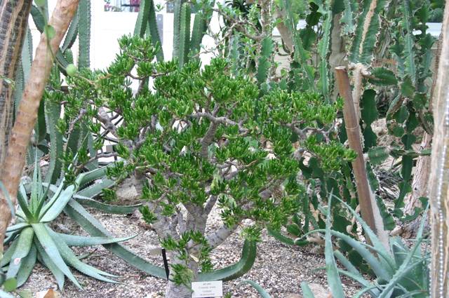 Crassula ovata en pleine terre