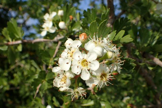 Crataegus azarolus - Floraison