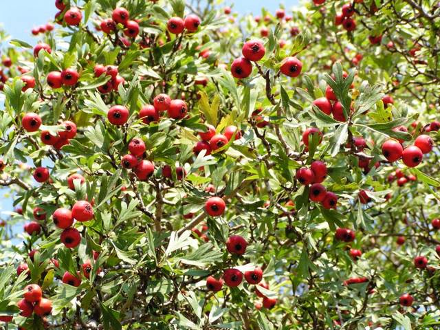 Crataegus azarolus - Fructification (azéroles)