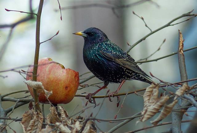 Etourneau en hiver (nourrissage avec une pomme)