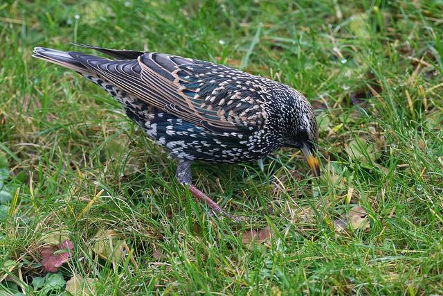 Etourneau cherchant sa nourriture dans la pelouse d'un parc