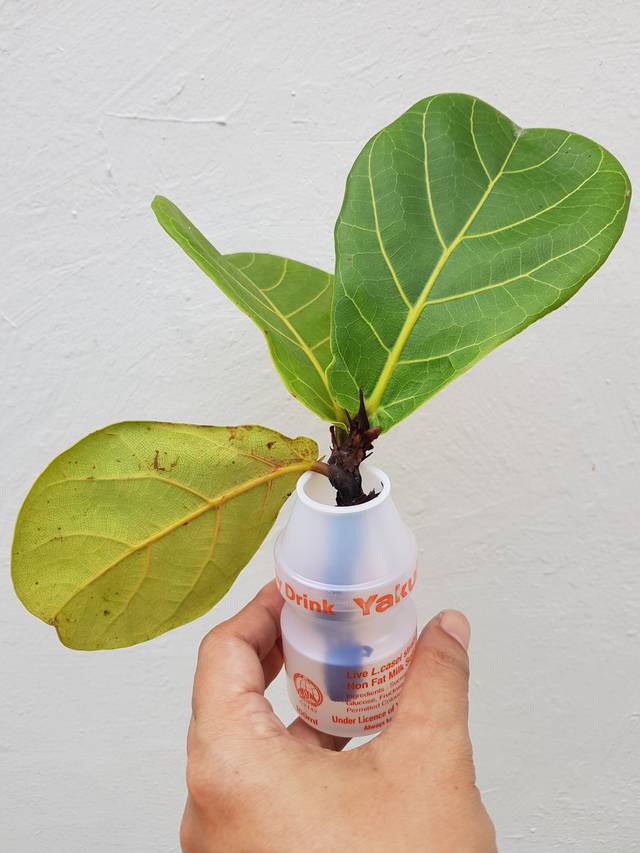 Ficus lyre : bouture dans l'eau
