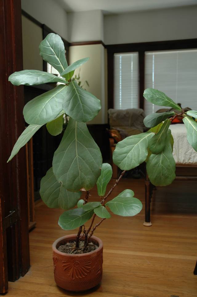 Ficus lyra en intérieur