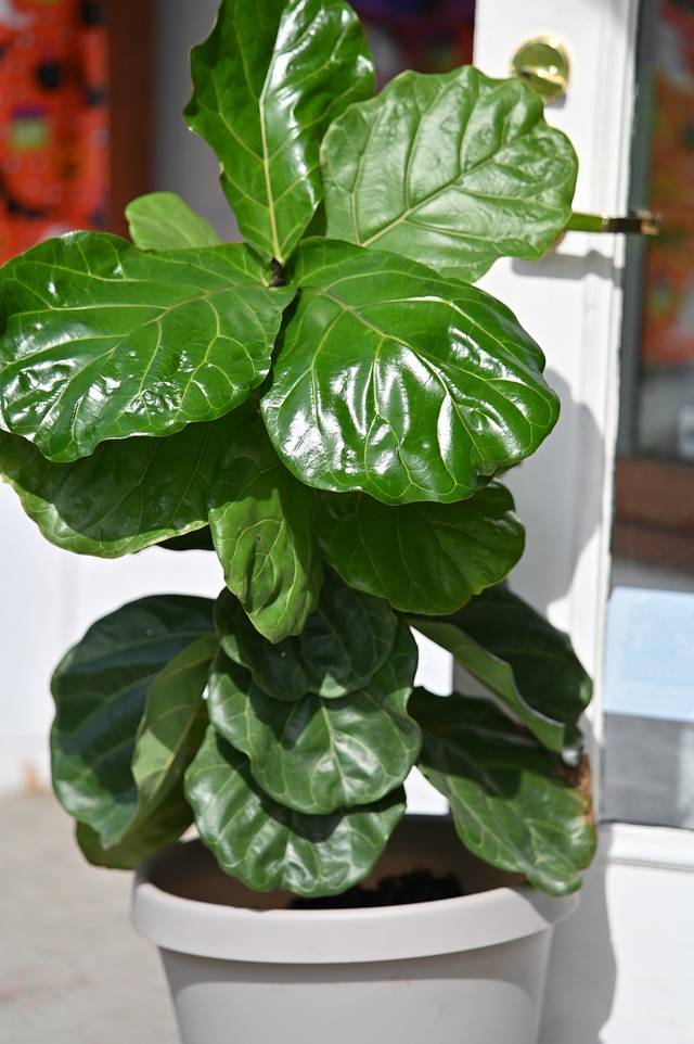 Ficus lyre (ficus lyrata) en pot