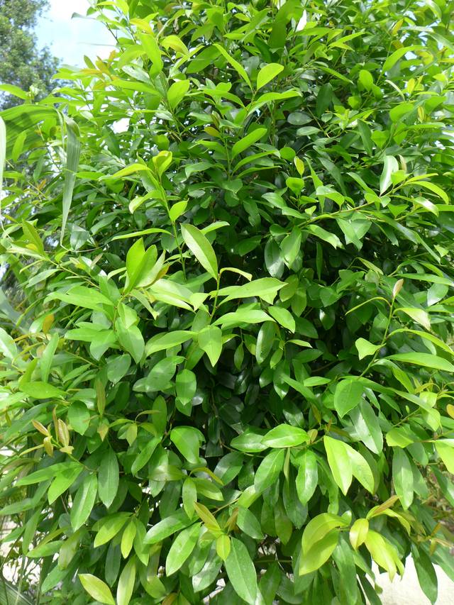 Ilex paraguariensis