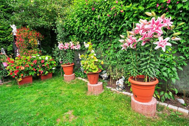 Lys asiatiques en pot (1er et 3e plan)