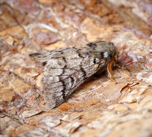Papillon (adulte) de la chenille processionnaire du pin (Thaumetopoea pityocampa)