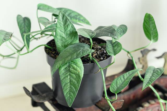 Pothos 'Cebu blue'