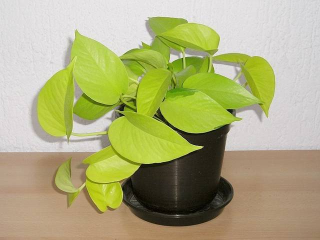 Golden pothos 'Neon' (Epipremnum aureum ou Scindapsus aureus)