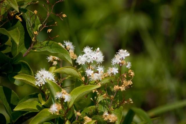 Baie de saphir (Symplocos paniculata) : floraison