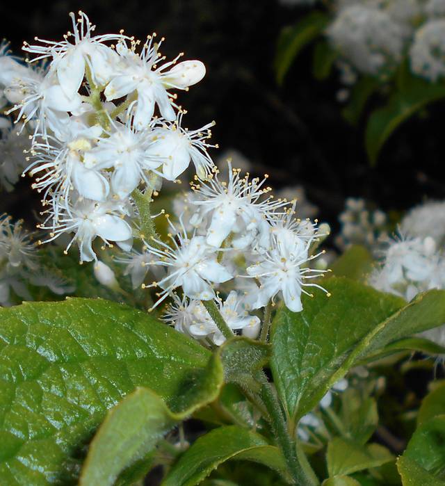 Baie de saphir : détail de l'inflorescence