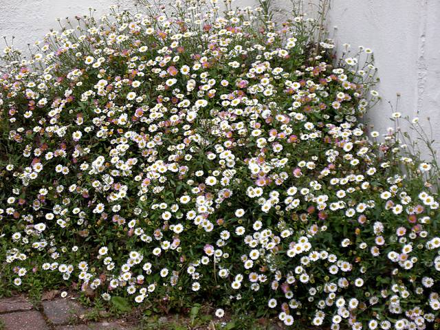 Erigeron karvinskianus, vergerette, pâquerette des murailles