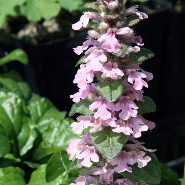 Bugle rampante à fleurs roses - Ajuga reptans 'Purple Torch' (David J. Stang / Wikimedia)