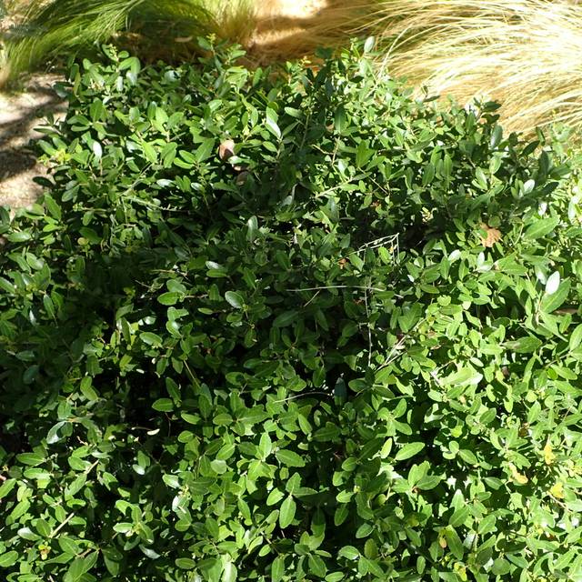Houx à feuilles de buis nain - Ilex vomitoria 'Nana' (Krzysztof Ziarnek, Kenraiz / Wikimedia)