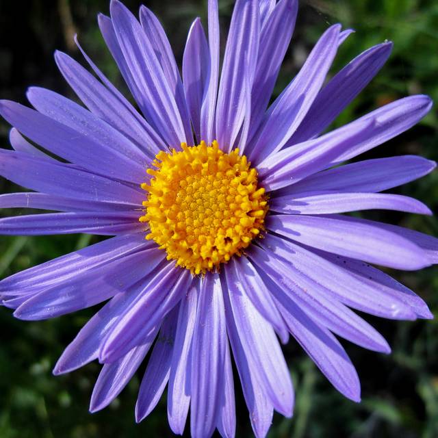 Aster des Alpes à fleurs bleues - Aster alpinus (Renato Renato)