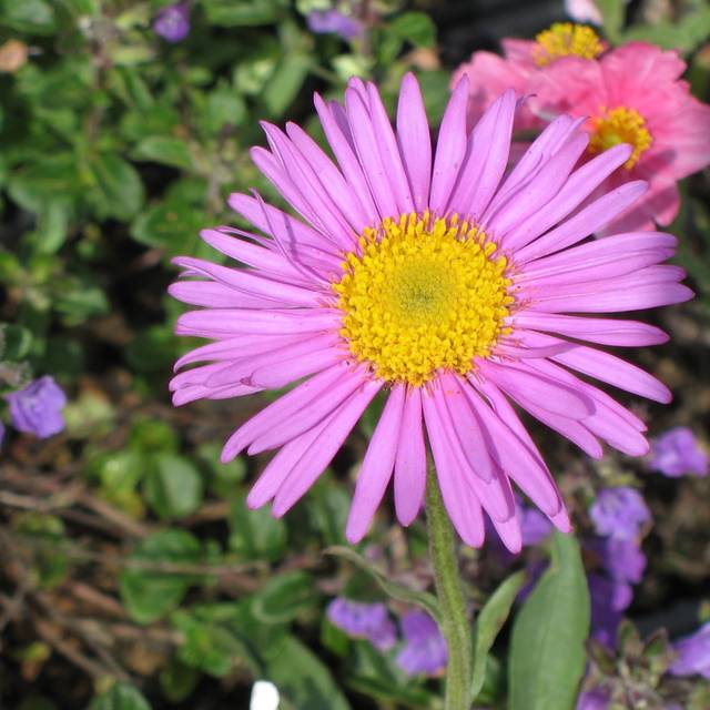 Aster des Alpes à fleurs roses - Aster alpinus (Staudengärtnerei)
