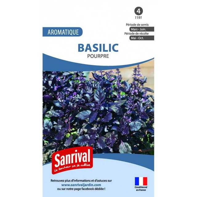 Basilic pourpre - Ocimum basilicum 'Purpurescens'