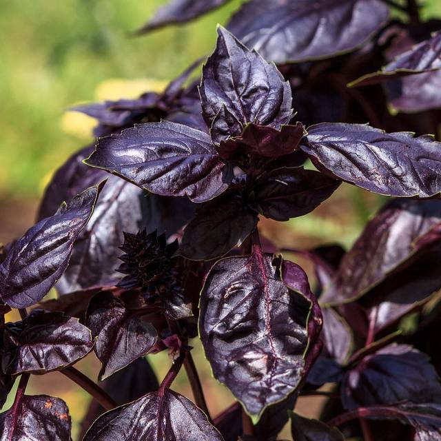 Basilic pourpre - Ocimum basilicum 'Purpurescens' (JamesDeMers / Pixabay)