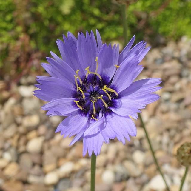 Catananche caerulea - Cupidone (Amanda Slater)