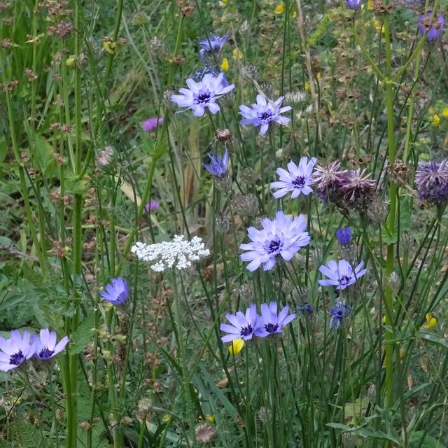 Catananche caerulea - Cupidone (Olive Titus)