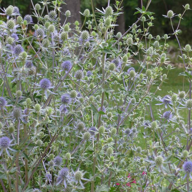 Chardon bleu ou Panicaut - Eryngium planum (Scott Zona)