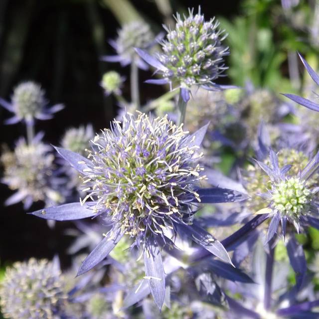 Chardon bleu ou Panicaut - Eryngium planum (Martin LaBar)