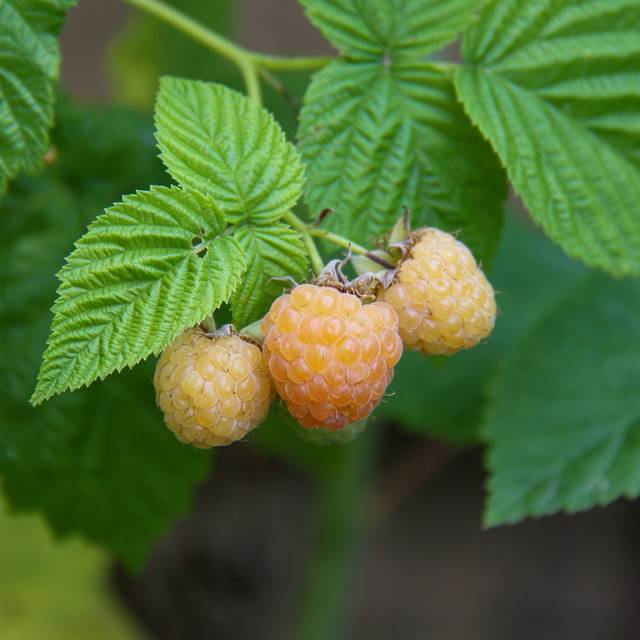 Framboisier 'Autumn Sun' - Fruits jaunes (Pat / Pixabay)