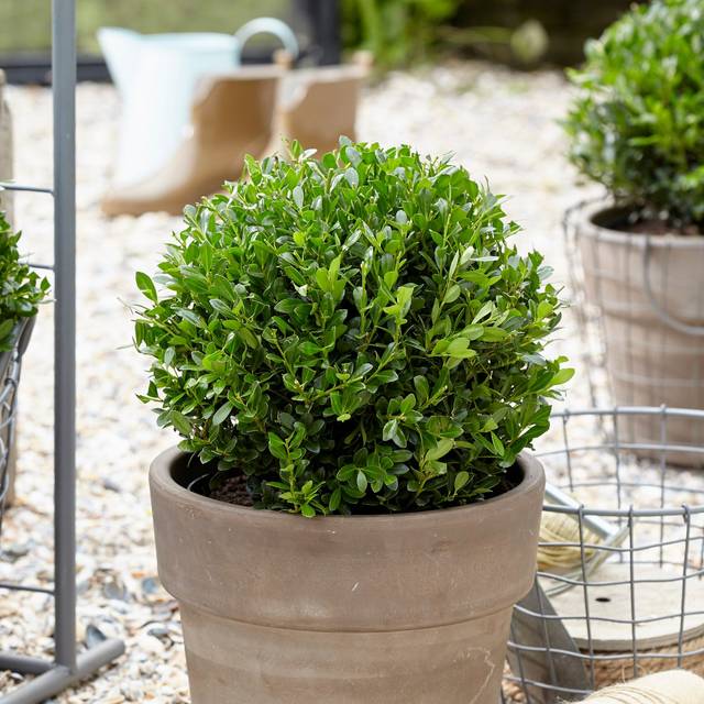 ILEX crenata LUXUS GLOBE (Globe Planter)
