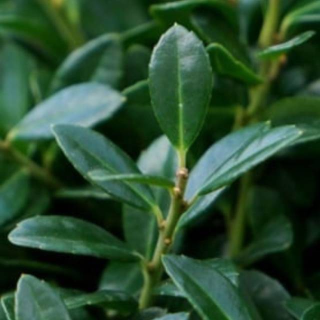 Houx crénelé LUXUS GLOBE (Plantipp)