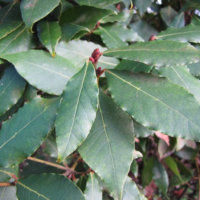 Laurus nobilis - Laurier sauce (Forest and Kim Starr)