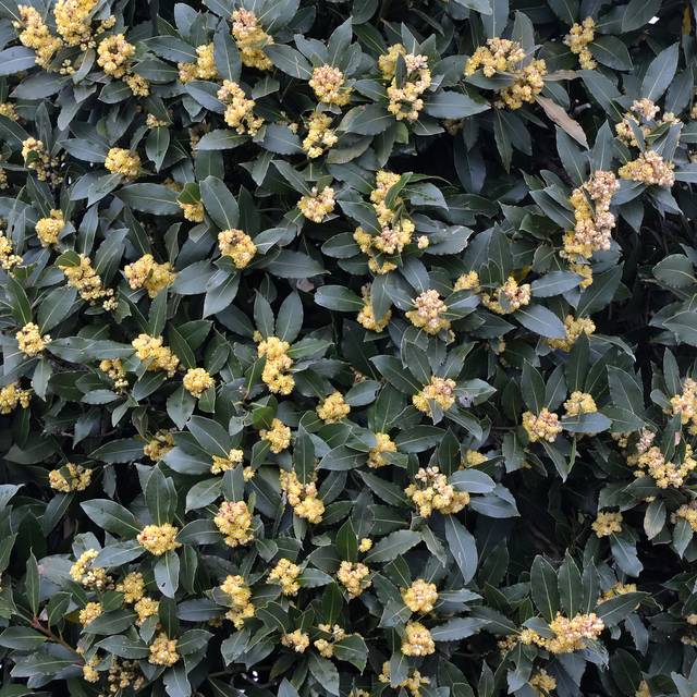 Laurier sauce - Floraison (Hans Hillewaert)