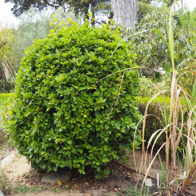 Laurus nobilis - Laurier sauce (Teresa Grau Ros)