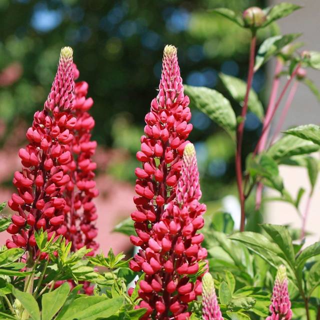 Lupin de Russel à fleurs rouges - Lupinus 'Les Pages'  (Nathalie Massin / Pixabay)